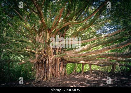 Ein riesiger banyan-Baum entlang des Pipiwai Trail Stockfoto