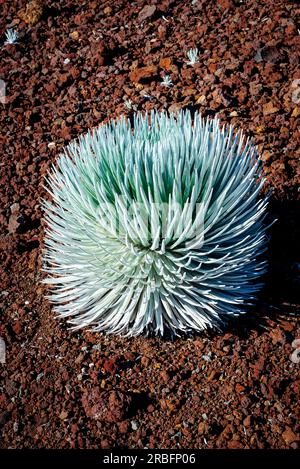 Die Silversword-Pflanze ist eine geschützte Art, die in den bergen von hawaii vorkommt Stockfoto