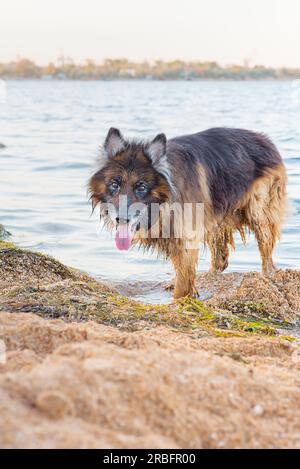 Schäfer am Strand, glücklicher Hund nach dem Schwimmen im Meer im heißen Sommer Stockfoto
