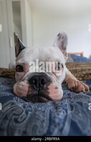 Französische Bulldogge-Nahaufnahme. Weiße französische Bulldogge, die auf dem Bett ruht. Stockfoto
