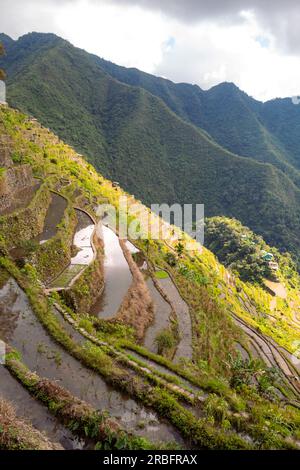 Ansicht der überschwemmten Reis Terrassen im frühen Frühling Pflanzzeit, Batad, Banaue, Mountain Province, Cordillera Administrative Region, Philip Stockfoto