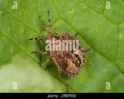 Letzter Instar Nymphe der Schlehe oder des haarigen Schildkäfers, Dolycoris baccarum, in einem britischen Garten Stockfoto