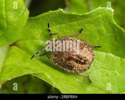 Letzter Instar Nymphe der Schlehe oder des haarigen Schildkäfers, Dolycoris baccarum, in einem britischen Garten Stockfoto