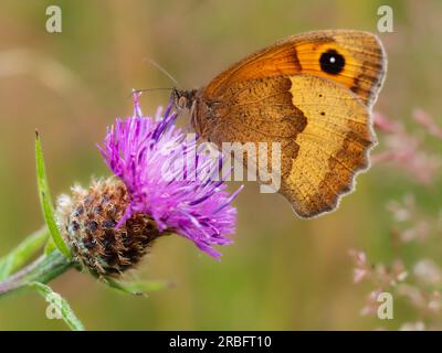 Männlicher Maniola jurtina, brauner britischer Schmetterling, ernähren sich von Rauflächen in rauem Grasland Stockfoto
