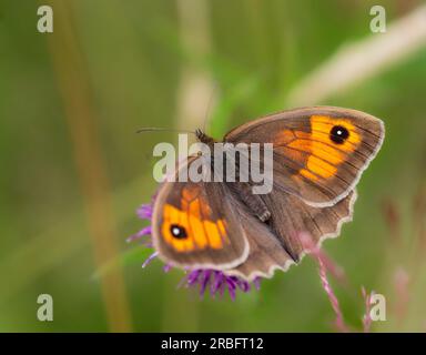 Männlicher Maniola jurtina, brauner britischer Schmetterling, ernähren sich von Rauflächen in rauem Grasland Stockfoto