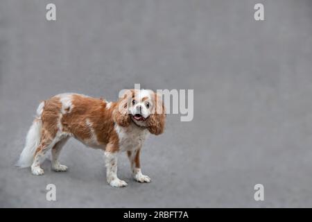 Kavalier König Charles Spaniel sieht Sie an, mit neugierigen Augen und Zunge, die auf einem verschwommenen grauen Hintergrund herausragen Stockfoto