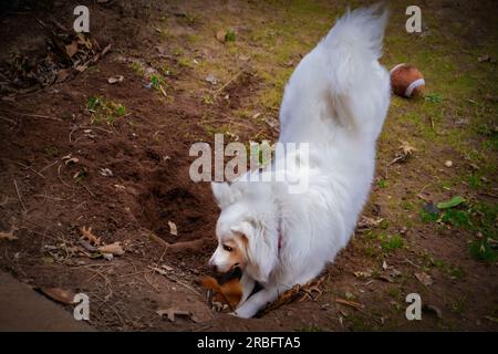 Weißer Spritz American Eskimo Hund gräbt ein Loch in braunem Schmutz mit etwas frühem Frühlingsgras und flauschigem Fußballspielzeug - Fokus auf das Gesicht - etwas Bewegung b Stockfoto