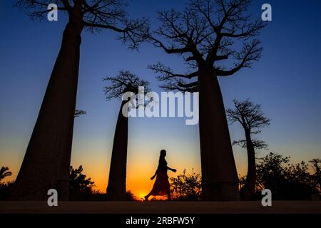 Eine Frau mit Wasser, in der Dämmerung mit Boabab-Bäumen, in Morondava, Madagaskar. Die Avenue of the Baobabs, oder Alley of the Baobabs, ist ein Promi Stockfoto