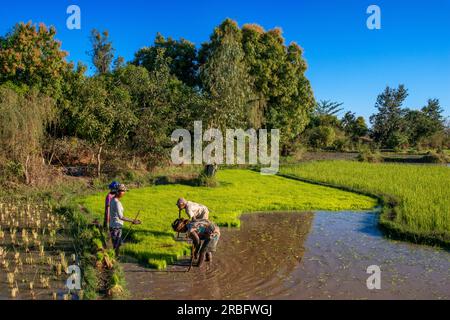 Madagassische Frauen ernten Reis von Hand in der Nähe von Morondava, Menabe, Madagaskar Stockfoto