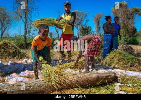 Madagassische Einwohner der ethnischen Sakalava, die das Reiskorn aus dem Stroh in der Nähe von Morondava, Madagaskar, Afrika ziehen Stockfoto