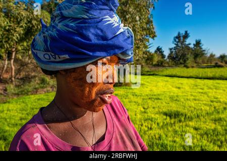 Eine madagassische Frau erntet Reis von Hand in der Nähe von Morondava, Menabe, Madagaskar Stockfoto