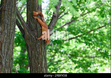 Fox Eichhörnchen sitzt auf einem Ast im Park. Stockfoto