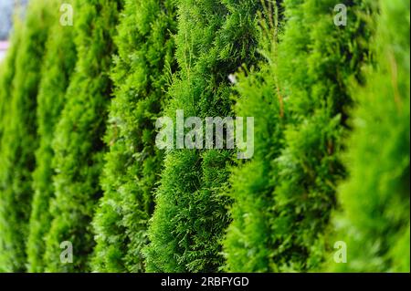 Eine Reihe grüner Thuja in Form eines Zauns im Hof Stockfoto