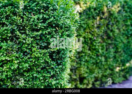 Getrimmter Busch in Form eines Zauns. Nahaufnahme. Stockfoto