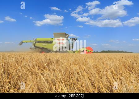 7. Juli 2023 Ernte von Wintergerste in Rutland Stockfoto