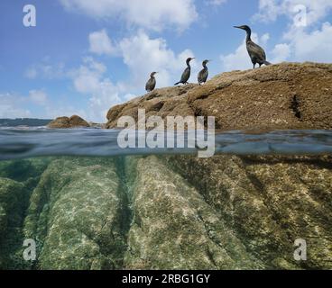 Kormorantvögel auf einem Felsen am Meer, geteilte Sicht über und unter der Wasseroberfläche, Atlantik, Spanien, Galicien Stockfoto