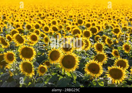 Sonnenblumenfeld in Bloom. Winter, Yolo County, Kalifornien, USA. Stockfoto