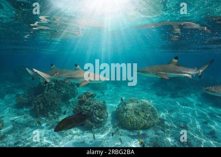 Sonnenlicht unter Wasser mit Schwarzspitzen-Riffhaien unter der Wasseroberfläche, Pazifischer Ozean, Französisch-Polynesien Stockfoto