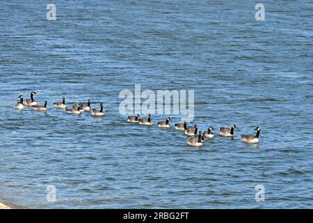 Chew Valley, Somerset, Großbritannien. 9. Juli 2023. An einem warmen Nachmittag werden auf den Chew Valley Lakes in Somerset große Ansammlungen kanadischer Gänse gesehen. Bildgutschrift Robert Timoney/Alamy Live News Stockfoto