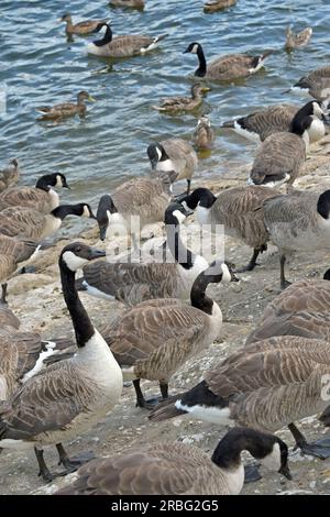 Chew Valley, Somerset, Großbritannien. 9. Juli 2023. An einem warmen Nachmittag werden auf den Chew Valley Lakes in Somerset große Ansammlungen kanadischer Gänse gesehen. Bildgutschrift Robert Timoney/Alamy Live News Stockfoto