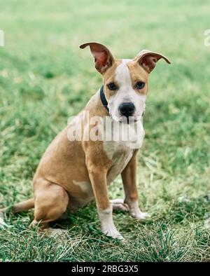 Süße kleine American Staffordshire Terrier Welpen sitzen draußen im grünen Gras Stockfoto