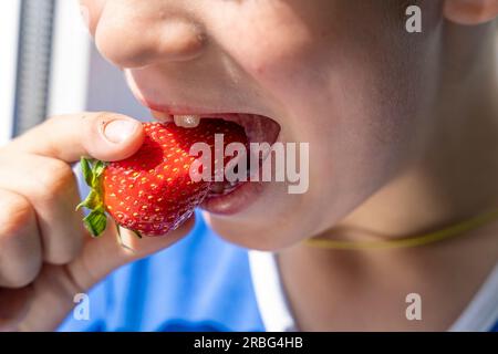 Ein glückliches Kind isst reife Erdbeeren. Köstliche frische Bio-Erdbeeren. Der Junge beißt aus einer roten Erdbeere. Mit dem Mund des Babys Stockfoto