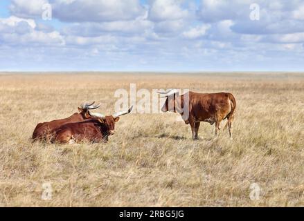 Ankole Watusi, moderne amerikanische Rasse von Hausrindern, im Grasland von jungfräulichen Steppen. Wilde Natur Hintergrund Stockfoto