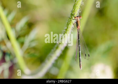 Weiblich einer Jungfliege, auch bekannt als Smaragddamselfliege (Lestes sponsa) oder gewöhnlicher Streichfisch, am Stiel einer Daucus-Carota-Blume Stockfoto