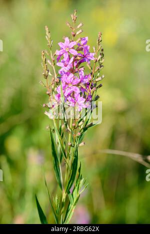 Rosafarbene Blumen, auch bekannt als Europäischer Zauberstab Losestrife (Lythrum virgatum), wachsen auf den Wiesen in der Nähe des Dnieper-Flusses in Kiew, Ukraine Stockfoto