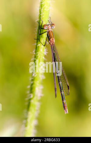 Weiblich einer Jungfliege, auch bekannt als Smaragddamselfliege (Lestes sponsa) oder gewöhnlicher Streichfisch, am Stiel einer Daucus-Carota-Blume Stockfoto