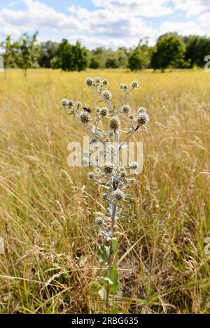 Eryngium Campestre Blumen, auch bekannt als Feld Eryngo, auf einer Wiese in der Nähe von Kiew, Ukraine Stockfoto