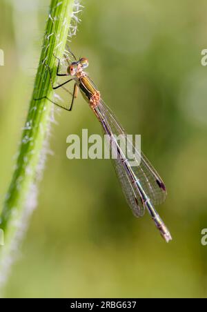 Weiblich einer Jungfliege, auch bekannt als Smaragddamselfliege (Lestes sponsa) oder gewöhnlicher Streichfisch, am Stiel einer Daucus-Carota-Blume Stockfoto