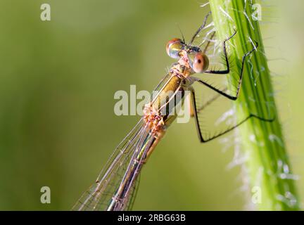 Weiblich einer Jungfliege, auch bekannt als Smaragddamselfliege (Lestes sponsa) oder gewöhnlicher Streichfisch, am Stiel einer Daucus-Carota-Blume Stockfoto