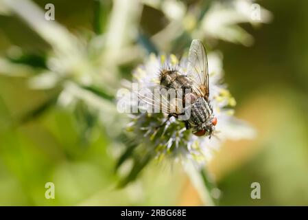 Haarige Fliege auf einem Eryngium campestre Blume, unter der warmen Sommersonne. Kiew, Ukraine Stockfoto