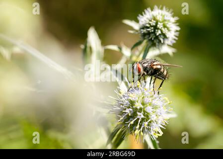 Haarige Fliege auf einem Eryngium campestre Blume, unter der warmen Sommersonne. Kiew, Ukraine Stockfoto