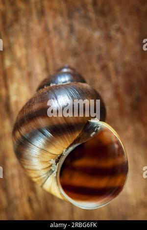 Nahaufnahme eines gewöhnlichen Periwinkle auf einer alten Holzplanke Stockfoto