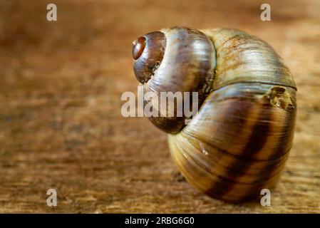 Nahaufnahme eines gewöhnlichen Periwinkle auf einer alten Holzplanke Stockfoto