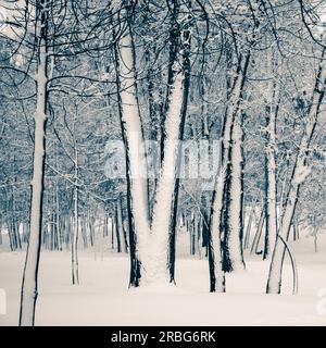 Bäume in der natalka Park, in der Nähe des Dnjepr in Kiew, Ukraine. Die eine Seite der Bäume wird durch Schnee bedeckt, während der andere Teil bleibt unberührt Stockfoto