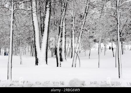 Bäume in der natalka Park, in der Nähe des Dnjepr in Kiew, Ukraine. Die eine Seite der Bäume wird durch Schnee bedeckt, während der andere Teil bleibt unberührt Stockfoto