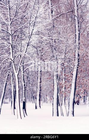 Bäume in der natalka Park, in der Nähe des Dnjepr in Kiew, Ukraine. Die eine Seite der Bäume wird durch Schnee bedeckt, während der andere Teil bleibt unberührt Stockfoto