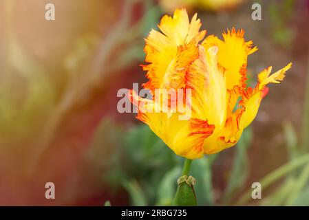 Nahaufnahme einer gelben, orangefarbenen und roten Tulpe (tulipa) Crispa im Garten Stockfoto