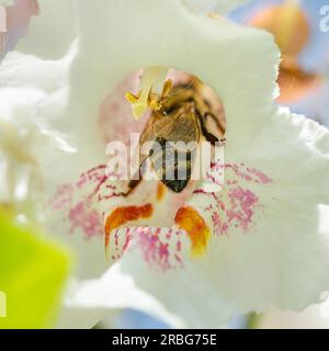 Eine Biene, die Blumen frisst, auch bekannt als Southern Catalpa (Catalpa bignonioides), Zigarren und indischer Bohnenbaum Stockfoto