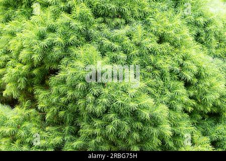 Nahaufnahme eines jungen (Picea Abies) Nidiformis mit frischen Sprossen im Frühjahr, die als Textur oder Hintergrund erscheinen Stockfoto