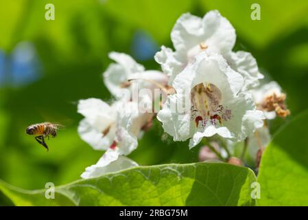 Eine Biene, die Blumen frisst, auch bekannt als Southern Catalpa (Catalpa bignonioides), Zigarren und indischer Bohnenbaum Stockfoto