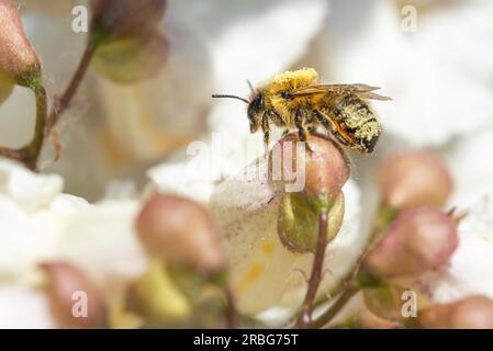 Eine mit Pollen bedeckte Biene frisst eine Blume, auch bekannt als Southern Catalpa (Catalpa bignonioides), Zigarren und indischer Bohnenbaum Stockfoto