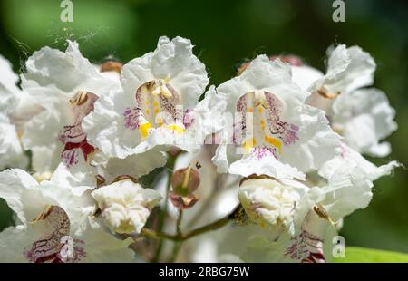 Blumen, auch bekannt als Southern Catalpa (Catalpa bignonioides), Zigarren und indischer Bohnenbaum Stockfoto