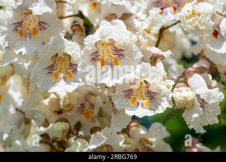 Blumen, auch bekannt als Southern Catalpa (Catalpa bignonioides), Zigarren und indischer Bohnenbaum Stockfoto