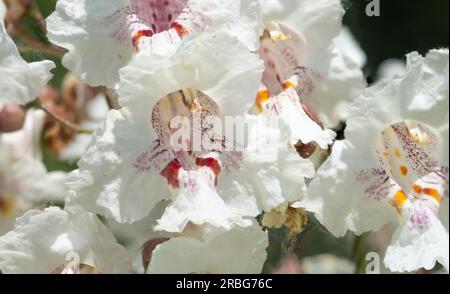 Makrofoto von Blumen, auch bekannt als Southern Catalpa (Catalpa bignonioides), Zigarren und indischer Bohnenbaum Stockfoto