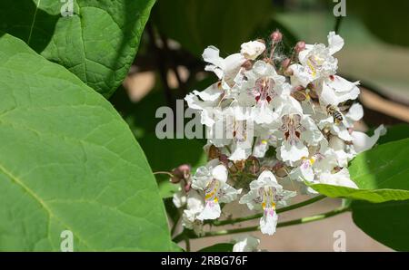 Eine Biene, die Blumen frisst, auch bekannt als Southern Catalpa (Catalpa bignonioides), Zigarren und indischer Bohnenbaum Stockfoto