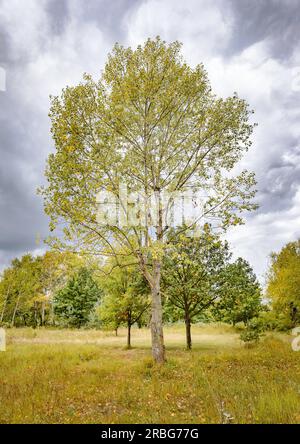 Pappel in der Nähe des Dnjepr in Kiew, Ukraine am Ende des Sommers oder Anfang Herbst Stockfoto